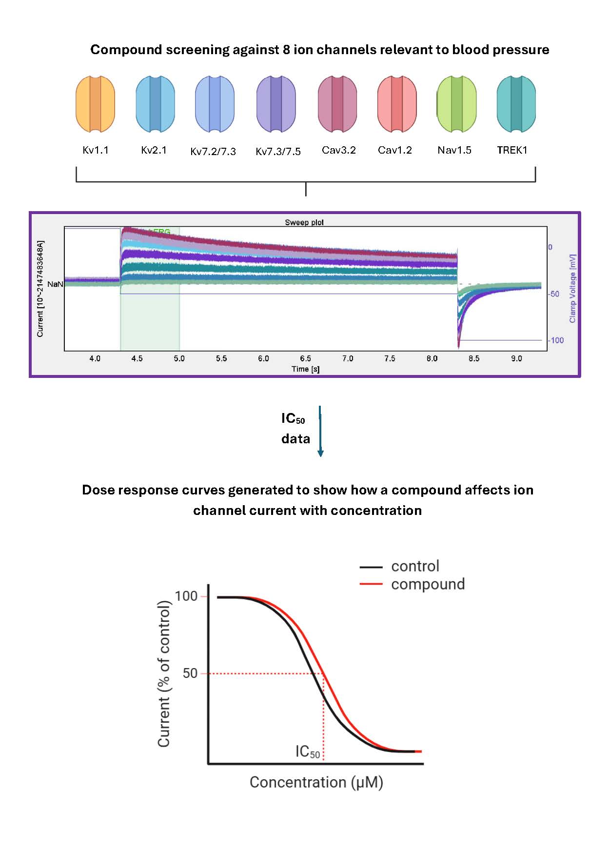 Vascular Panel Ion Channel Screening – Apconix Vascular Panel Diagram Showing Eight Ion Channels Relevant To Blood Pressure, Current Recordings And Ic50 Concentration-Response Analysis.