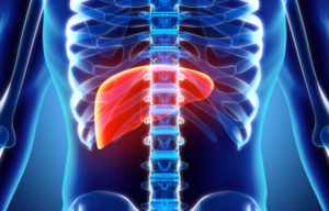 Human Liver Medical Illustration | Apconix