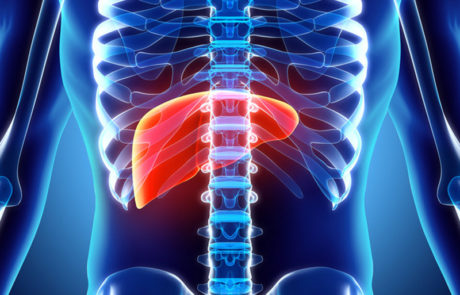 Human Liver Medical Illustration | Apconix