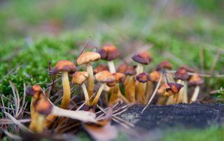 Magic Mushrooms May Treat Depression