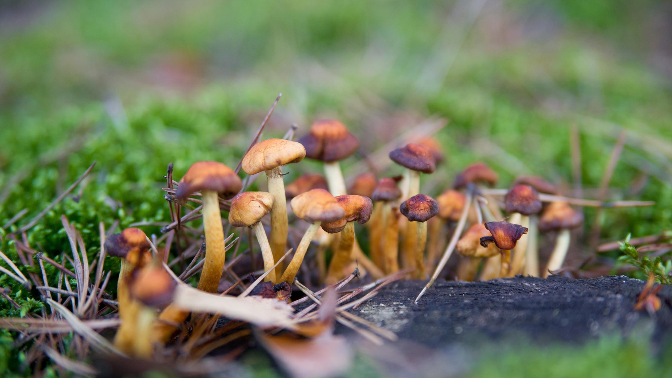 Magic Mushrooms May Treat Depression