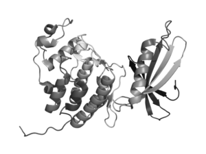 Cdk4 | Apconix