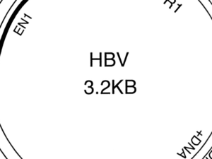Hbv | Apconix