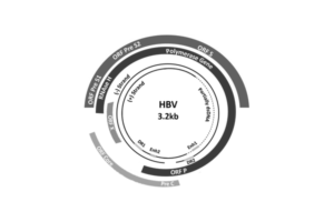 Hbv2 | Apconix
