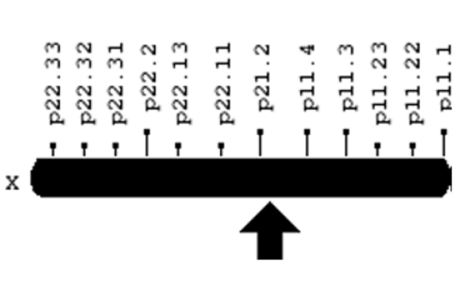 DMD gene