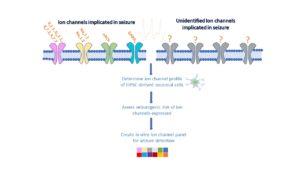Innovative Models For In Vitro Detection Of Seizure