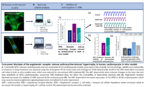 Concurrent blockade of the angiotensin receptor Concurrent blockade of the angiotensin receptor