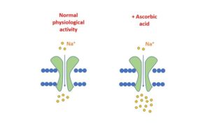 Ion Channels and Ascorbic Acid