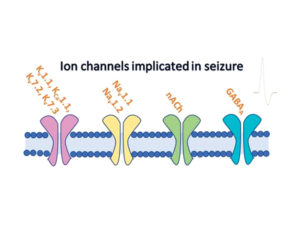 Innovative models for in vitro detection of seizure