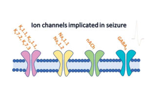 Innovative models for in vitro detection of seizure