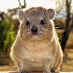 rock hyrax