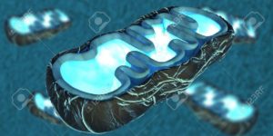 8146794 3D Illustration Of Mitochondria The Energy Providers Of A Eukaryotic Cell | Apconix