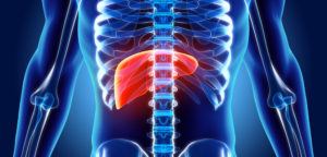 Liver | Apconix