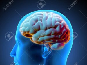 153023859 3d rendering human head side view xray shading with colorful glowing brain illustration isolated on 800 | ApconiX