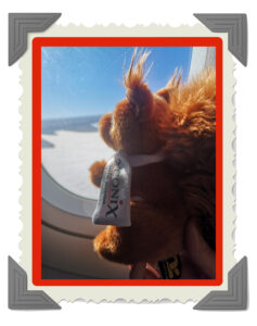 Chestnut'S On The Plane To Australia