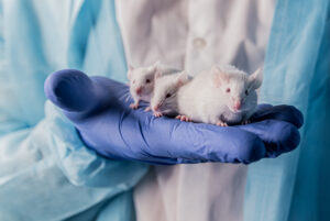 Mice