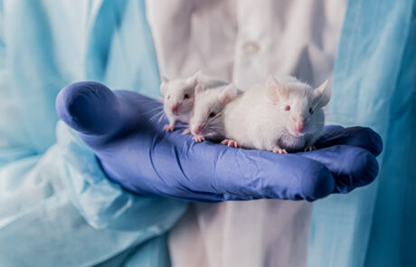 Mice